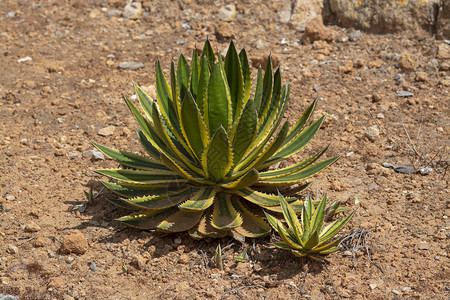 园艺生长自然封闭大型水生植物和aloevera电离式藻类植物图片