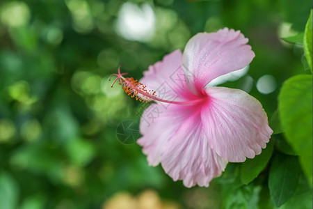 绿色布基背景的粉红花朵芙蓉散景热带图片