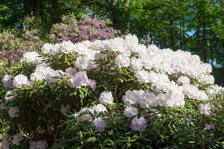 玫瑰杜鹃花树与白的杜鹃树在森林里颜色灌木图片