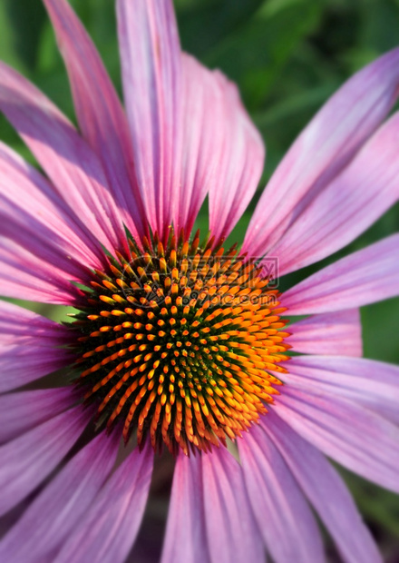 花的园艺粉红色松果菊紫锥户外特写开花图片