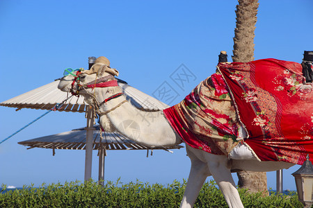 温暖的宠物白骆驼在埃及以皮带领着的骆驼埃及前门骆驼动物AgybepromenadecamshealAfforous为盛事户外图片