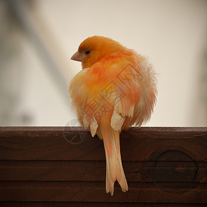 染色拉脱维亚近距离关闭木栏杆上插着的橙红色因素家用金丝雀从背面查看喙图片