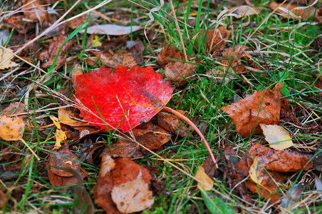 空白的秋叶黄橡树红框架森林图片