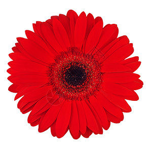 美丽的红雪贝拉花朵孤立在白上顶端的视野照片细节礼物图片