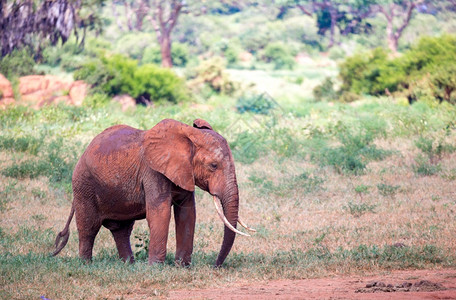 预订野生动物红象正在肯尼亚的草原上行走红象正在肯尼亚的草原上行走游戏图片