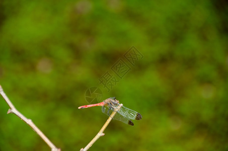 野生昆虫蜻蜓背景图片