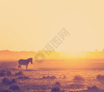 预订轮廓萨凡纳非洲日落风景在博茨瓦纳的灰尘中带有圆光斑马非洲则具有逆向Instagram风格过滤效应图片