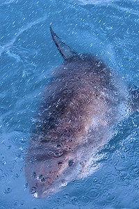 栖息地动物卡查里亚斯大白鲨CarcharodoncarchariasGansbaai西开普省南非洲GreatWhiteShark图片