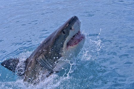 动物群干斯拜大白鲨CarcharodoncarchariasGansbaai西开普省南非洲GreatWhiteSharkCarc图片