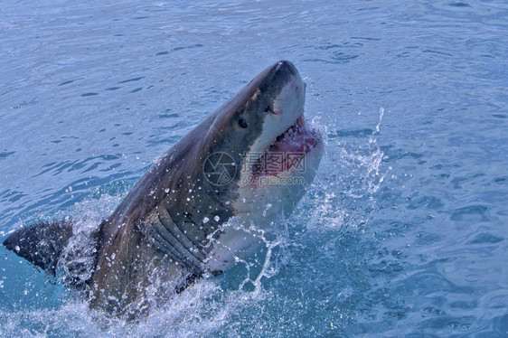 动物群干斯拜大白鲨CarcharodoncarchariasGansbaai西开普省南非洲GreatWhiteSharkCarc图片