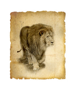 保护狮子座旧纸上非洲狮子的照片图片