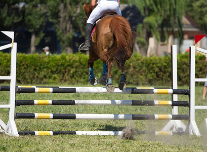 活动一种马匹在竞争中遇到障碍成功图片