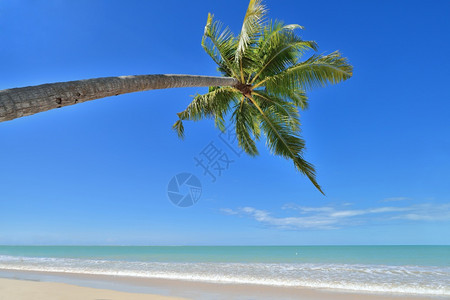 美丽植物热带岛屿沙滩上的椰子棕榈白天阳光图片