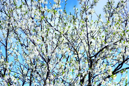 蓝天背景下的梅花树蓝天背景下的梅花树分支束蓝色的自然图片