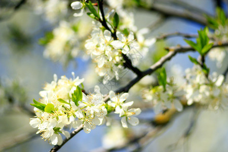 和平花束蓝天背景下的梅花树蓝天背景下的梅花树分支生活图片