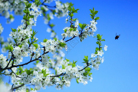 园艺投标蓝天背景下的梅花树蓝天背景下的梅花树分支月图片