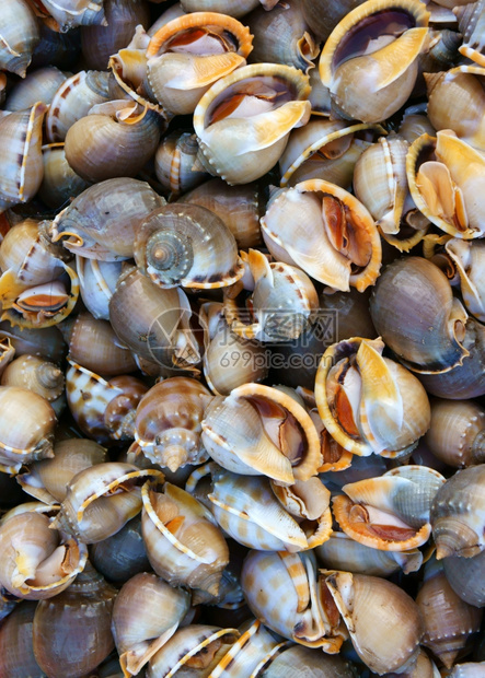螺旋为了海洋在越南露天市场展示新鲜海食品卖鱼指甲是营养食物富有的奥米茄3健康饮食通常在沿海亚洲地区许多菜都是生图片