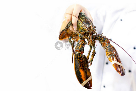 海产食品市场上的新鲜龙虾手厨员持有新鲜龙虾复制空间生的健康海鲜图片