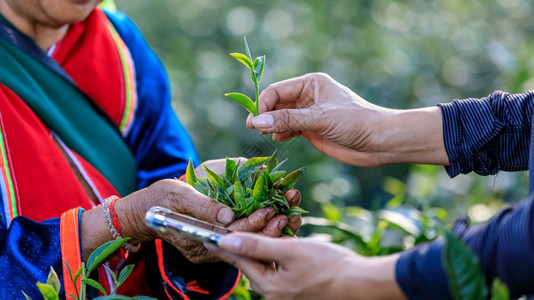 农民手心里的茶叶背景图片