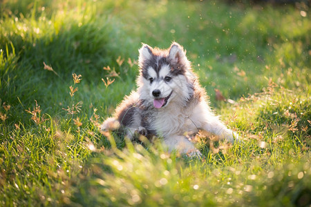 宠物动草地上可爱的哈斯基小狗猎犬图片