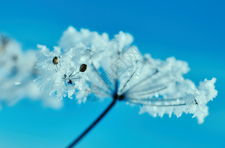季节寒冷冬风景的自然晶体冰冻冬月风景的奇特之处雪旅行图片
