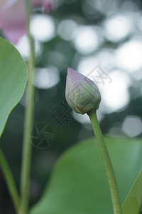 荷花花苞图片