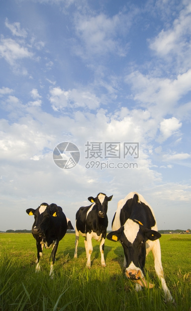 好奇的三个典型荷兰奶牛在美丽的下午草地上在原吃着新鲜的青草舌头鉴别图片