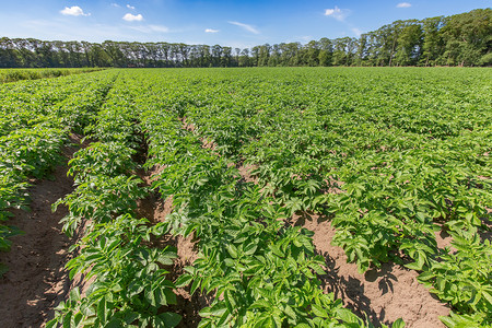 庄稼天空土豆田在荷兰有一连排的绿色土豆植物夏天图片