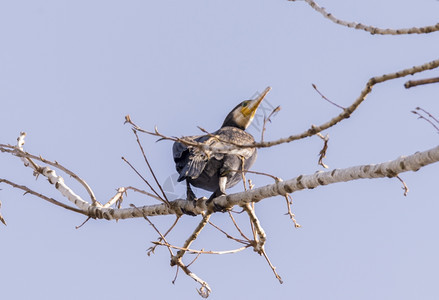 鸭季节喙由Llobregat三角洲湿地休养的法拉克雷斯图片