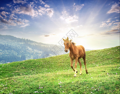 棕色马在黄昏的日光下飞过草地褐色马在上奔驰晚太阳天空图片
