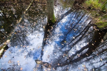 空气木板路哲学10月在瑞典斯德哥尔摩的森林和自然景观中水的树木和天空反射10月在瑞典斯德哥尔摩图片