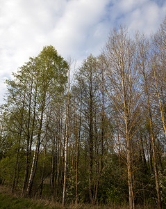 树木针叶季节秋的混合森林锥形树和裸露的枯叶图片