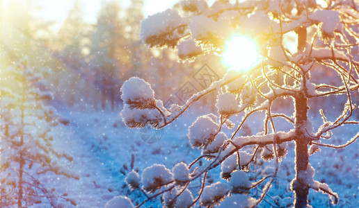 冬天雪堆旅行美丽的圣诞风景夏洛地深处的露天带山林在日落时温冬雪林图片
