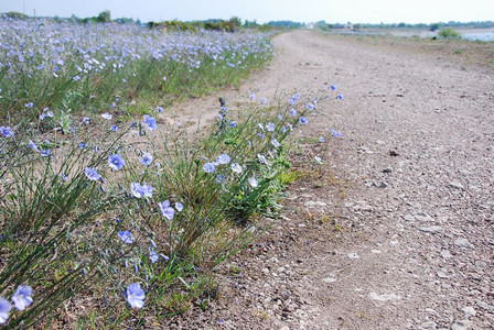 植物季节生长在瑞典的奥兰岛由碎石路边紧贴着蓝丝雀花图片