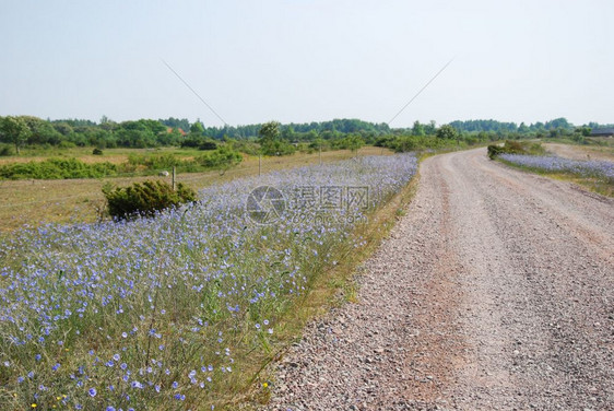 包围在瑞典群岛奥兰路边有鲜花盛开的蓝色白叶花朵乡村的图片