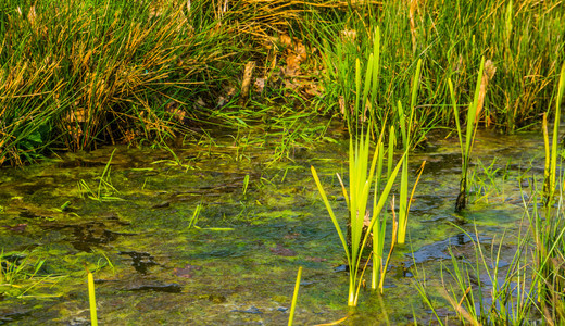 充满绿藻的河流有水植物的溪天然背景自绿色原壳纲图片