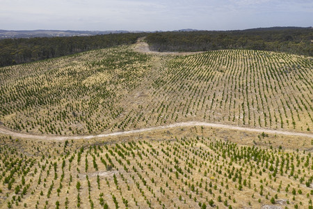 行业南澳大利亚地区一个松树农场的空中景象植物林地图片