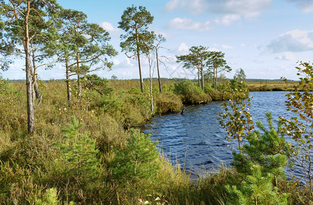 沼泽森林池塘风景如画的森林沼泽风景如画的沼泽森林池塘美丽的河图片