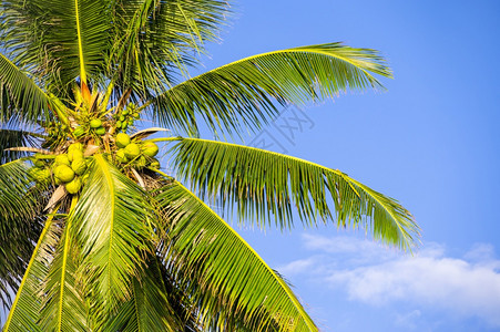 新鲜团体植物学椰枣树有果实与蓝天对立图片