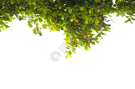 户外森林白色背景的绿树叶植物学图片
