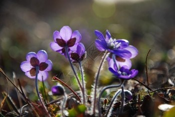 叶子早期的花朵阳光和闪亮的蓝色黑热病春季符号图片