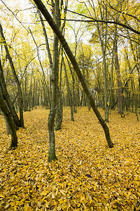 秋天公园露着没有树叶的裸地面上是坠落的秋日公园植物绘画明亮的图片