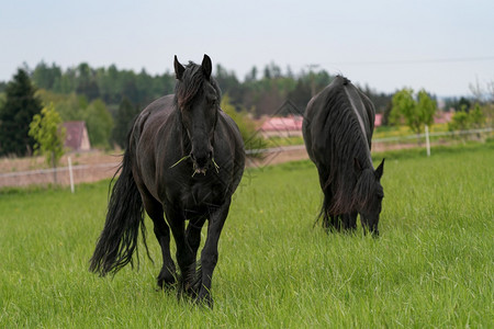草两匹黑薯条马站在牧场上强的黑色图片