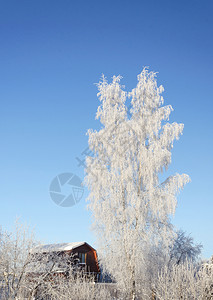冷极村圣诞节俄罗斯村一座小木屋的雪树在白杨上露出寒冬风景美丽的冷背景