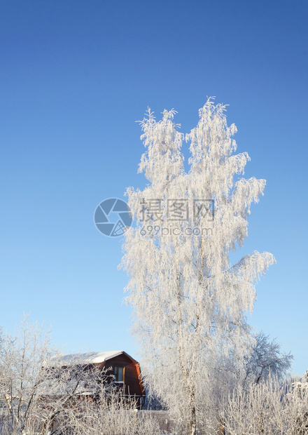 圣诞节俄罗斯村一座小木屋的雪树在白杨上露出寒冬风景美丽的冷图片