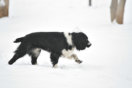 犬类友谊俄罗斯Spaniel在冬季行走俄国Spaniel在冬季行走幸福图片