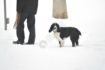 猎人俄罗斯Spaniel在冬季行走俄国Spaniel在冬季行走忠诚伪装图片