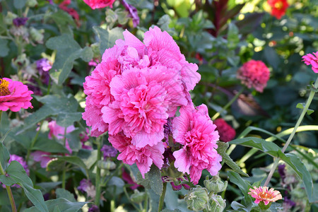 夏天花园的玛尔瓦粉马玫瑰朵图片