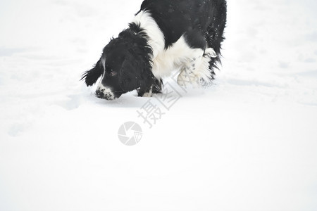 俄罗斯Spaniel在冬季行走俄国Spaniel在冬季行走伪装动物冬天图片