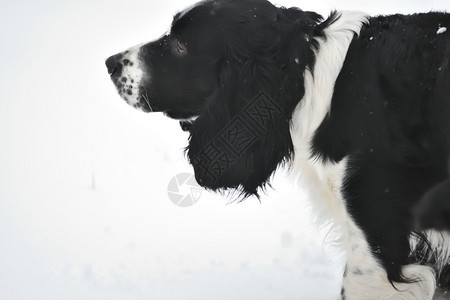乐趣小狗俄罗斯Spaniel在冬季行走俄国Spaniel在冬季行走猎犬图片